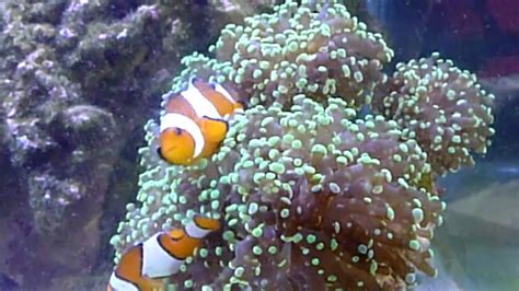 Clown Fish Housing Frogspawn Coral Youtube