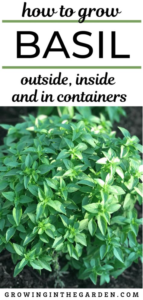 How To Grow Basil Tips For Growing Basil Growing In The Garden