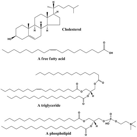 What Functional Groups Are Found In Lipids