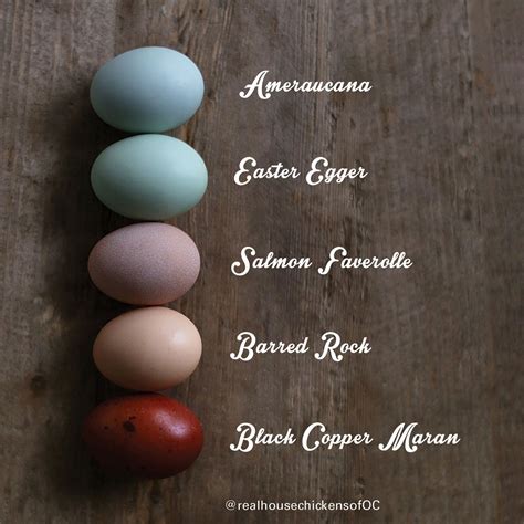 Egg Color Chart By Breed Chicken Egger Egg Olive Eggs Breeds Colored