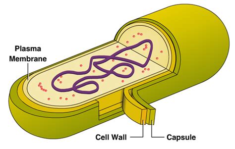Innovic Medical External Structure Of Bacteria