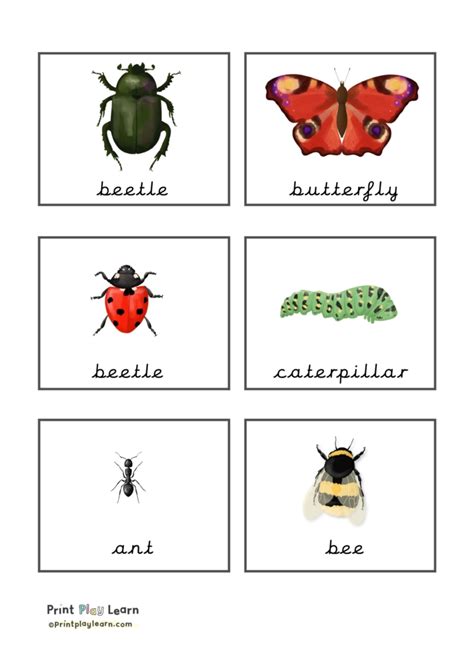 Insect Flashcards Printable Teaching Resources Print Play Learn