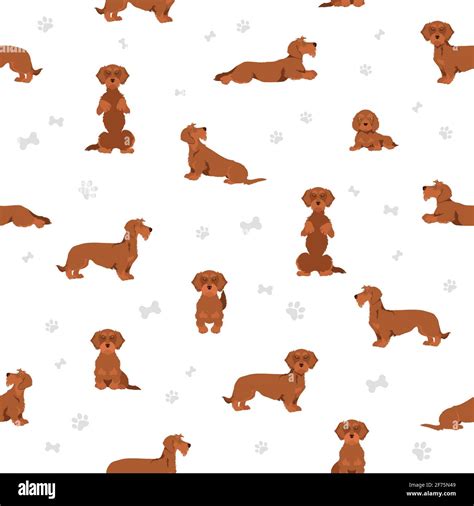 dachshund wire haired clipart different poses coat colors set vector illustration stock