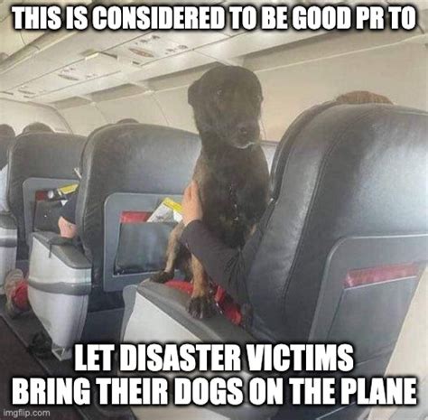 Dogs Airplane Memes And S Imgflip