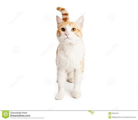 Curious Orange And White Cat Looking Up Stock Photo