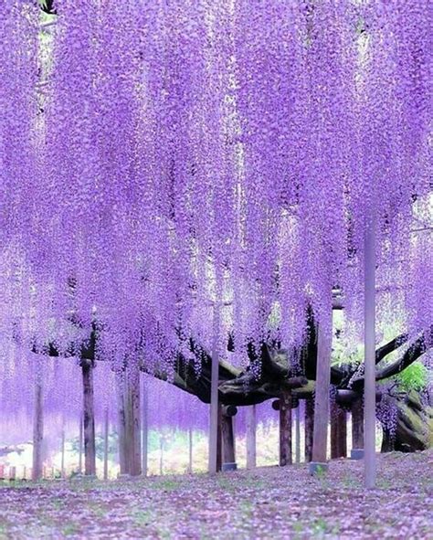 Japanese Purple Willow Tree 801x1000 Wallpaper