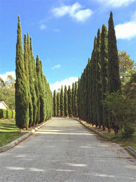 Trees Of Santa Cruz County Cupressus Sempervirens Stricta Italian