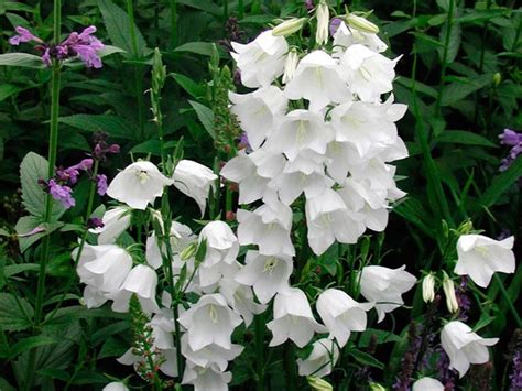 Campanula Persicifolia Takion White Fleur