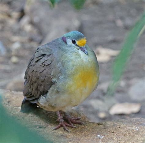 Pictures and information on Sulawesi Ground-Dove