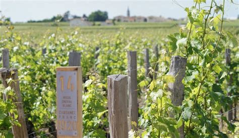 Каберне фран: у истоков бордосского виноделия