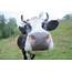 Close Up Of A Funny Cow On Farmland Photograph By Yaroslav Veretin