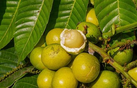 Buy Pometia Pinnata Fruit From Indonesia Nusagro