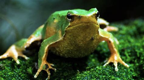 Darwin Frogs National Geographic Darwin Frog