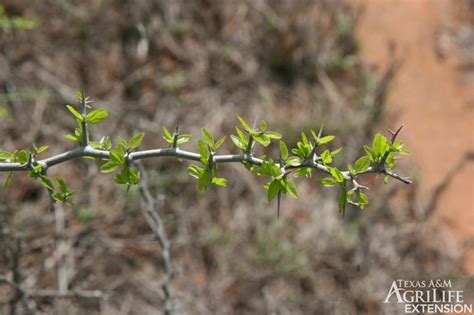 Plants Of Texas Rangelands Spiny Hackberry Granjeno