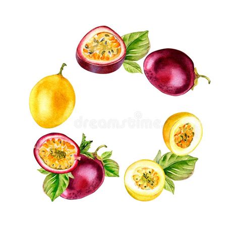 Frame Of Passion Fruits And Green Leaves Watercolor Illustration