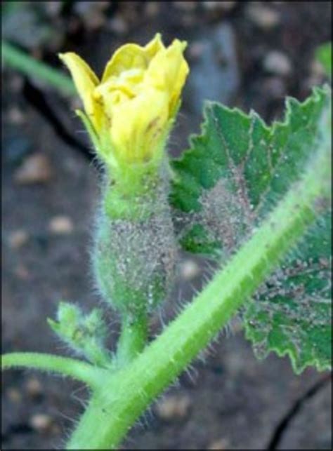 Hand Pollinating Your Cantaloupe Plants Hubpages