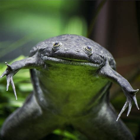 Frog Portraits Incredible Creatures Reptiles And Amphibians Frog