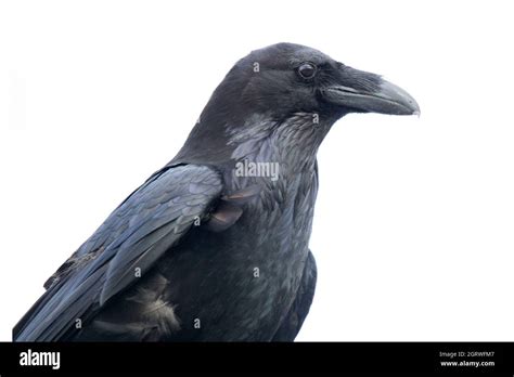 Common Raven Corvus Corax Stock Photo Alamy