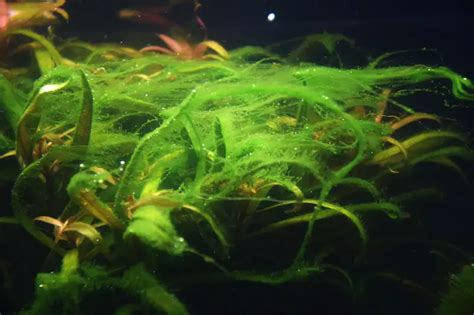 14 Aquarium Algae Types Causes And Treatments Full Guide