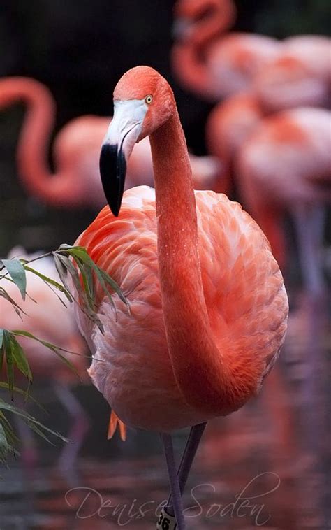 A Pink Flamingo Standing In The Water With Other Flamingos Behind It And Some Green Plants