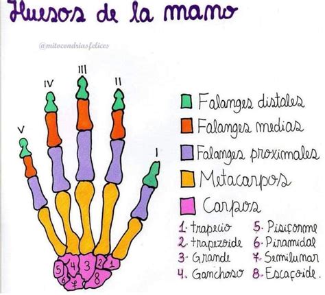 Huesos De La Mano Anatomia Y Fisiologia Humana Anatomia Y Fisiologia