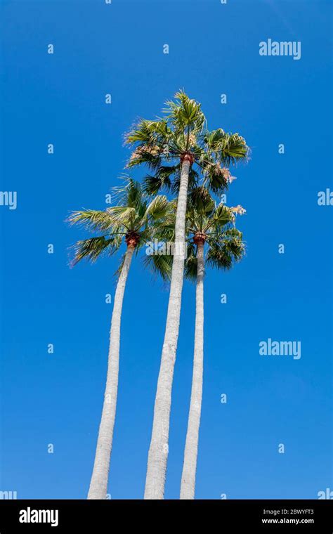 Blue Sky Green Palm Trees Hi Res Stock Photography And Images Alamy