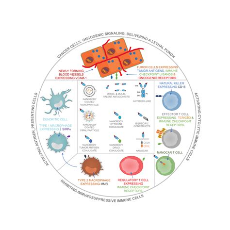 Schematic Representation Of The Use Of Nanobodies And Download