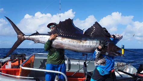 Giant Sailfish Snagged Off Bundaberg Too Big For Boat The Courier Mail