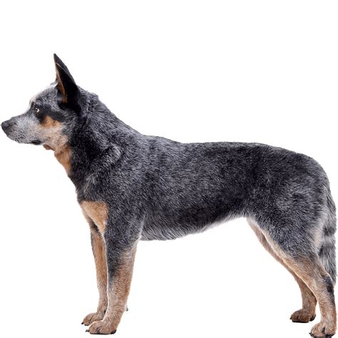 Australian Cattle Dog Dog Breed Information Dognomics