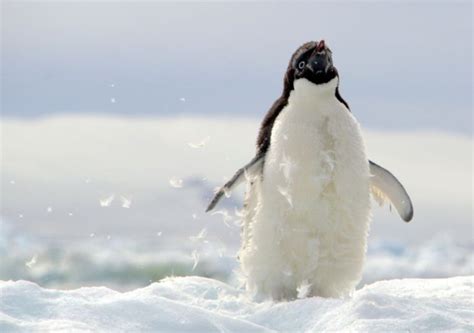 Adelie Penguin Chick Molting Antarctica F4 Inspirational Images