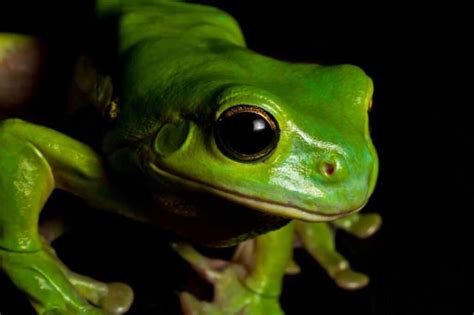 American Green Tree Frog Facts,Lifespan,Care,Habitat,Diet,Size,Pet,Call ...