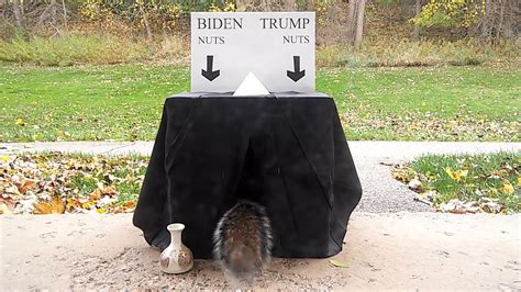 Squirrels Vote 2020 Election YouTube