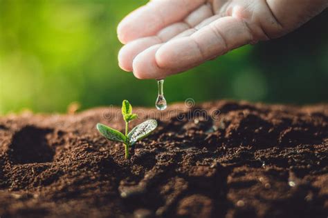 Plant A Tree Watering A Tree In Nature Light And Background Stock Photo