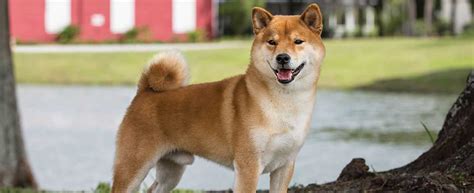 Shiba Inu Dog Breed Profile Petfinder