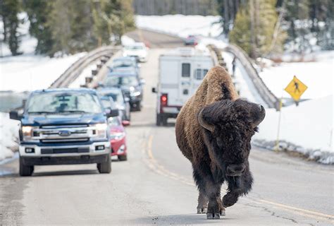 Yellowstone National Parks East Gate Opens For Season Powell Tribune