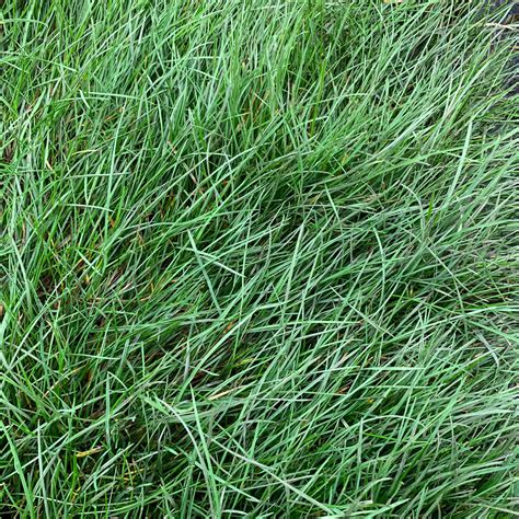 California Native Mow Free Sod Sod And Seed