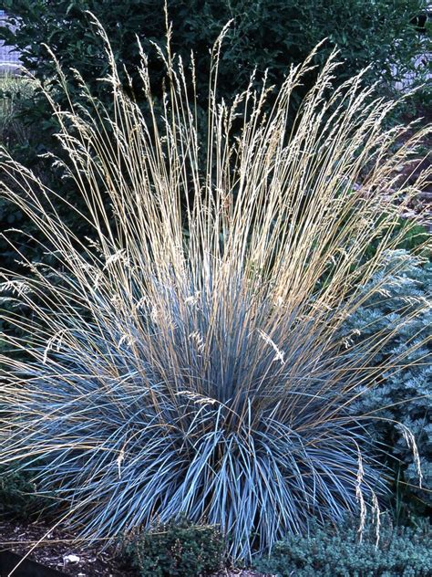23 Varieties Of Ornamental Grasses Were Obsessed With Blue Oat Grass