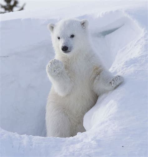 A Polar Bear Standing In The Snow With Its Paws Up And Paw On Its Back