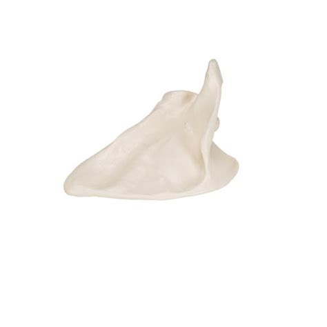 Skolyoz hastalığının geç fark edilmesinden korkulması gerektiğini ifade eden. Scapula - Hand and Arm Skeleton Models | Human Bone Model ...
