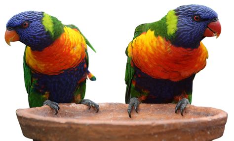 Two Multi Colors Parrots Png Image Purepng Free Transparent Cc0 Png