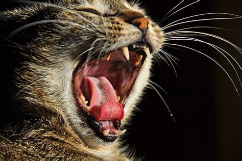 Mouth Cancer In Cats Symptoms Causes Diagnosis Treatment Recovery