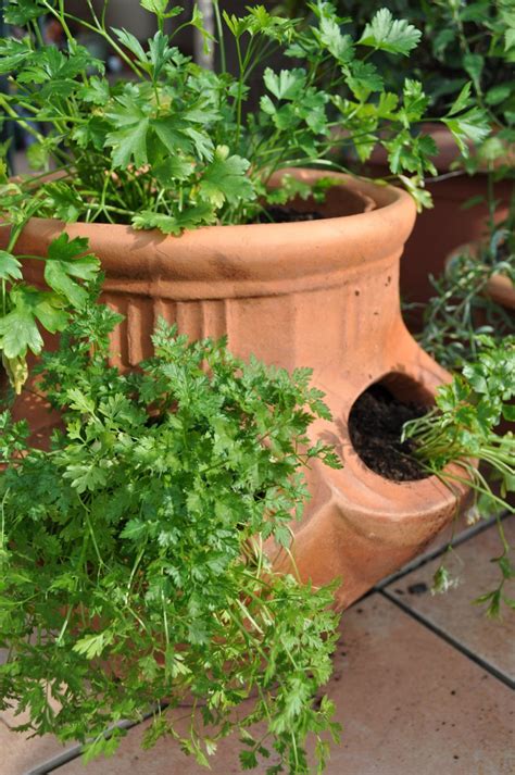 Les Plantes Pour Terrasse à Cultiver En Pot Marie Claire