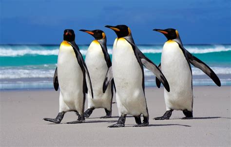 10 Incredible King Penguin Facts Imp World