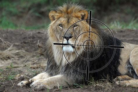 Trophy Hunting Four Paws In Us Global Animal Protection Organization