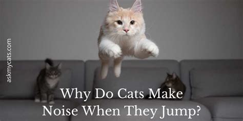 Why Do Cats Chirp When They Jump Us Pets Love