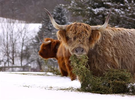 Two Cows Eating Hay In Snow Two Female Scottish Highland