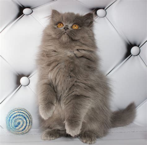 Use the search tool below and browse adoptable maine coons! Maine Coon Cats For Sale | Bayville, NJ #292713 | Petzlover