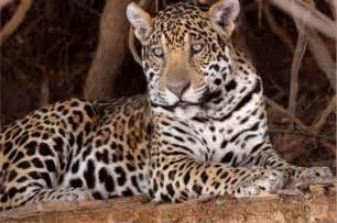 The rainforest and the seasonal forest. All Animal Pictures: Jaguar Amazon Rainforest Animals