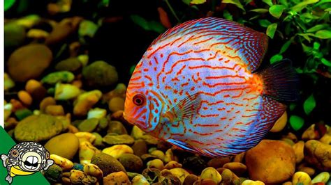 Discus Fish Care Guide For Beginners