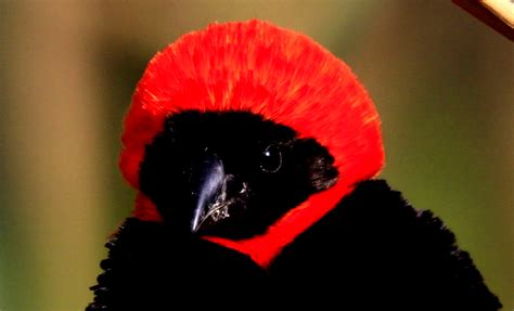 Famous Birds Of South Africa Birding In Africa Iconic Bird Species